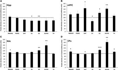 Early-life adversity increases anxiety-like behavior and modifies synaptic protein expression in a region-specific manner